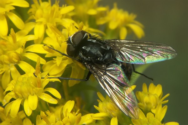 3152-dip-muscidae-graphomya-maculata-male-hemmerich-010906.jpg