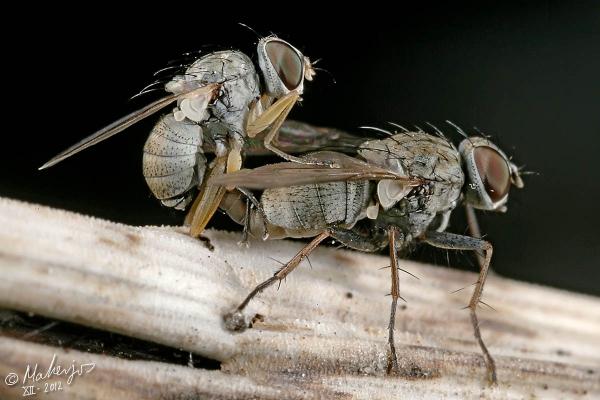 coenosia-attenuata-copula_2012-12-02.jpg