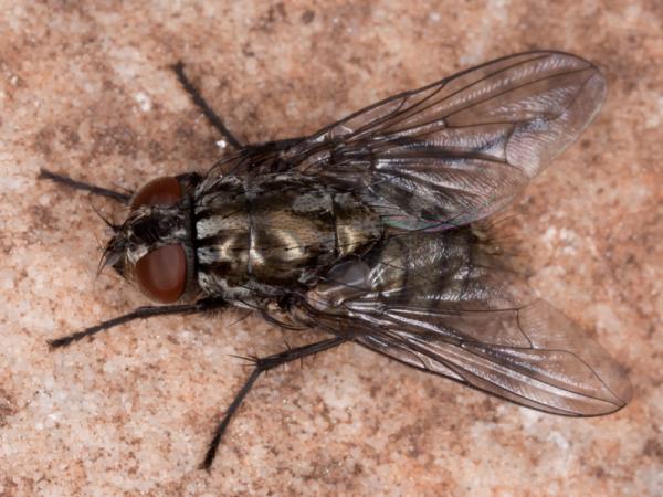 dasyphora-albofasciata-hembra-cerro-gordo.jpg