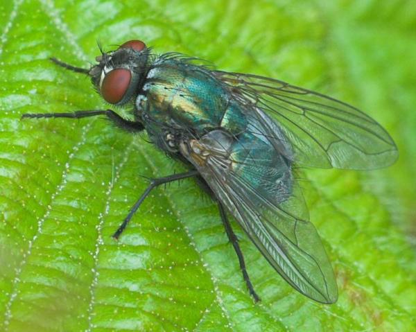 eudasyphora_cyanella_2009_06_12_tworfolk2.jpg