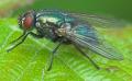 eudasyphora_cyanella_2009_06_12_tworfolk_t1.jpg