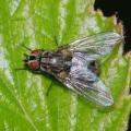 haematobosca_stimulans_female_nh2128_t1.jpg