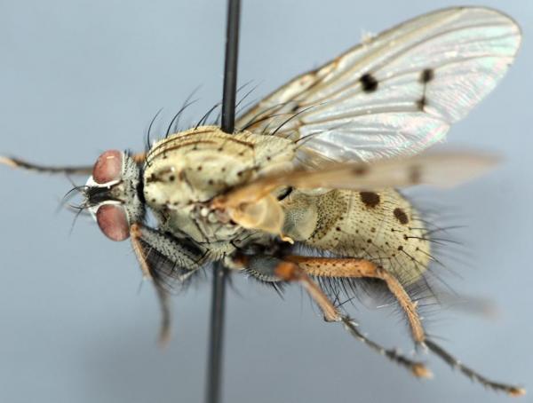 helina-major-sm.jpg