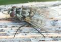 limnophora_tigrina2052010_worfolk2_t1.jpg