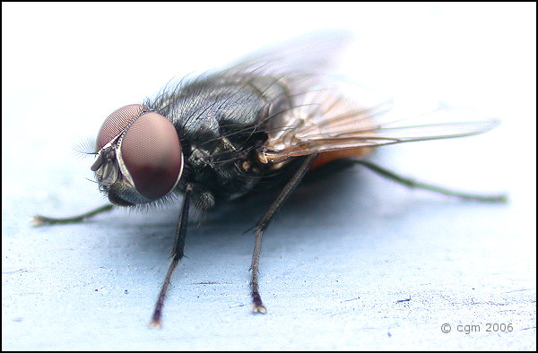 musca_autumnalis_20060707_sweden_1b.jpg