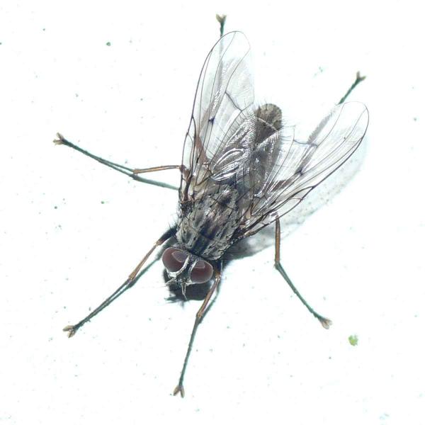 phaonia_fuscata_f.jpg