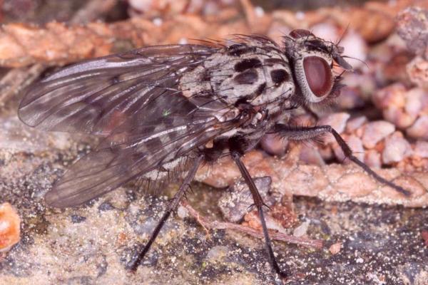 phaonia_trimaculata_estanque_garnatilla_1000.jpg