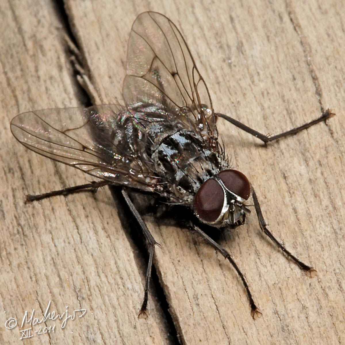Muscidae: Phaonia trimaculata (male) (4)