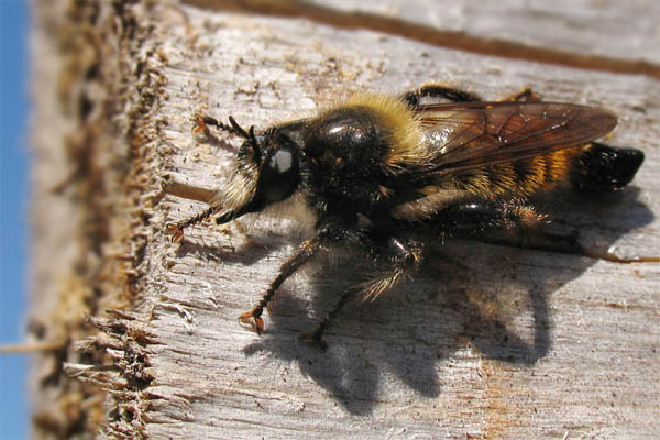 1758-dip-asilidae-laphria-flava-male-winkeltal-050805kb.jpg