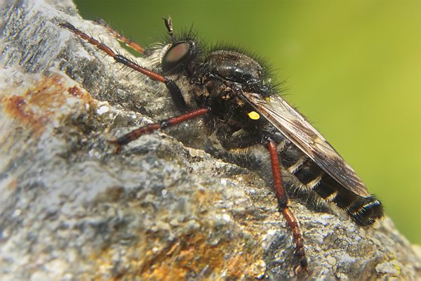 2410-2418-dip-asilidae-cyrtopogon-maculipennis-male-langtaufertal-270706.jpg