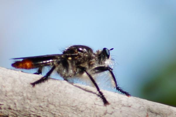 andrenosomacruentum.jpg