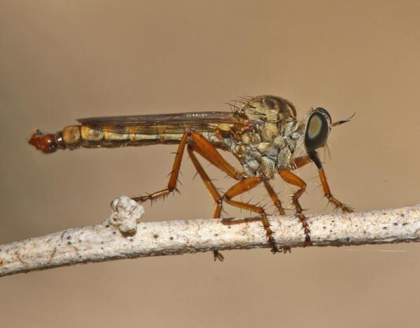 aneomochtherus_ochriventris_male_di.jpg