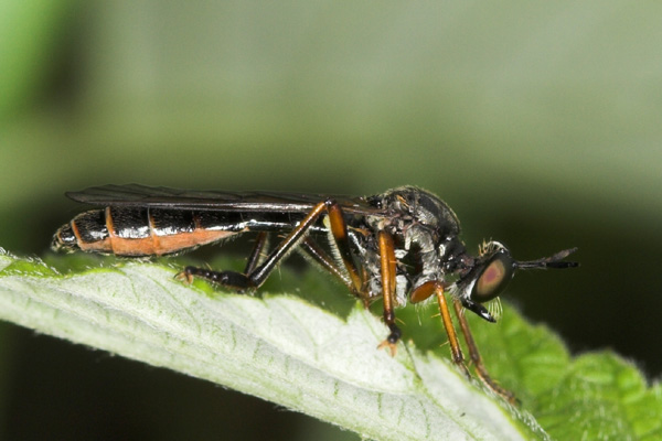 asilidae-dioctria-rufipes1.jpg