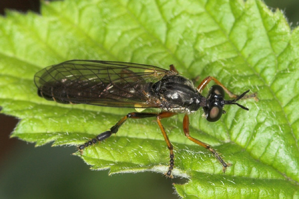 asilidae-dioctria-rufipes2.jpg