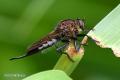 asilidae_efferia_sp_female_23136672a_t1.jpg