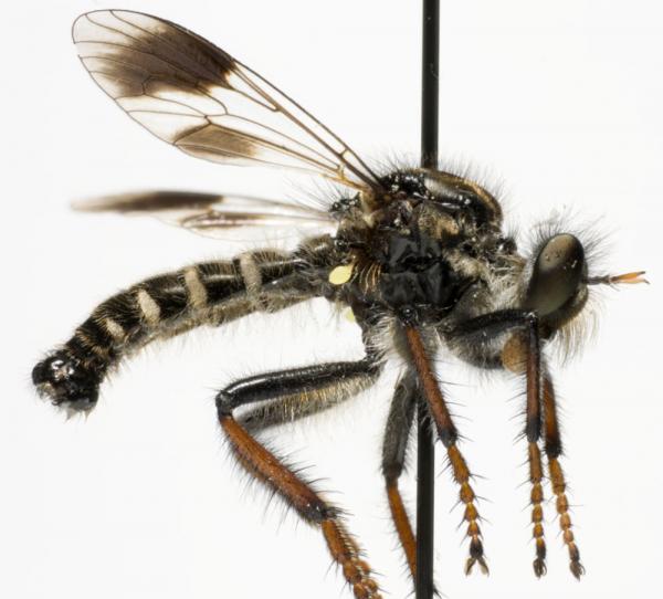 cyrtopogon_luteicornis_jf09_1179.jpg