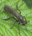 dioctria_atricapilla_20090509_worfolk_t1.jpg