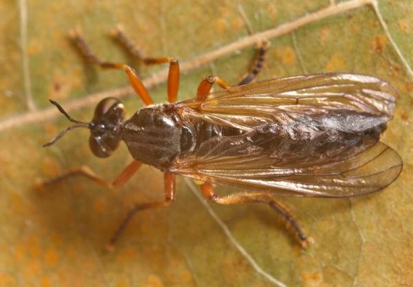 dioctria_cothurnata.jpg