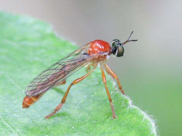 dioctria_rufa_male2.jpg