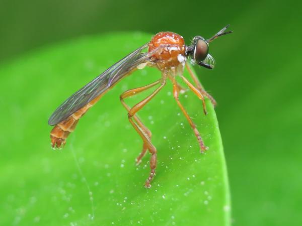 dioctria_rufa_male.jpg