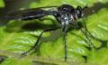 dip11a-asilidae-chicaque-jan2011_t1.jpg