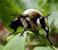 laphria_affinis_01_t1.jpg