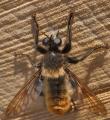 laphria_flava_t1.jpg