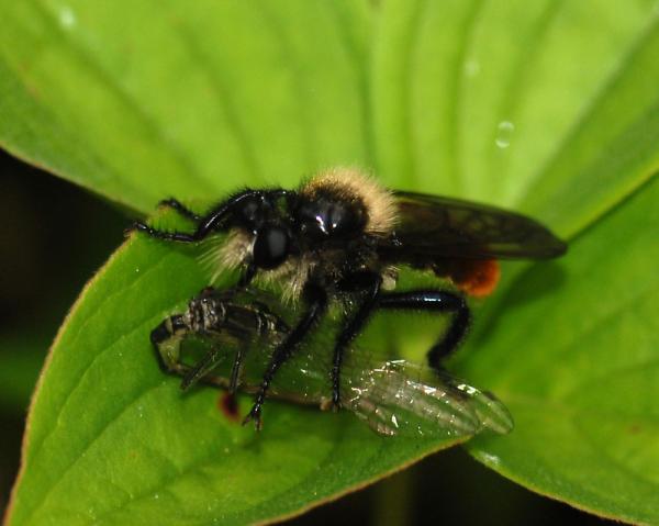 laphria_janus_01.jpg