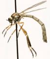 leptogaster_cylindrica_jf09-0879_t1.jpg