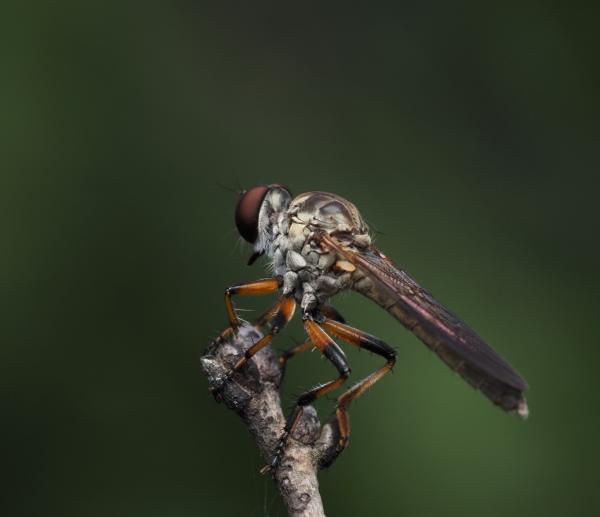 ommatiusfloridensis.jpeg