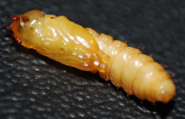 pupa.jpg