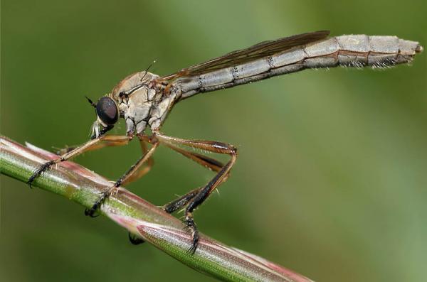 robberflyleptogaster.jpg