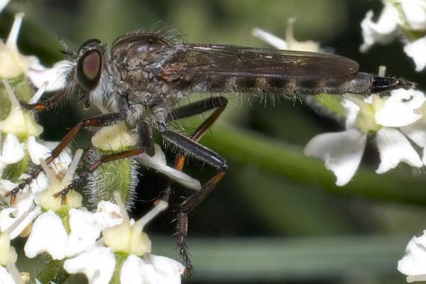 tolmerus_atricapillus_by_ki.jpg