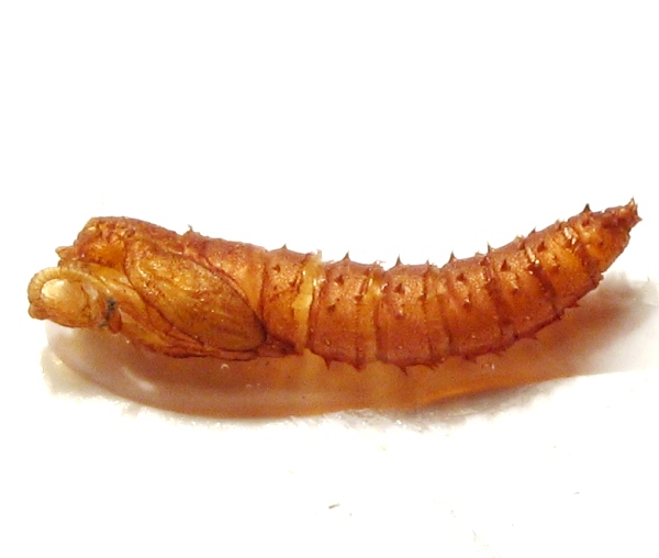 mycetobia_pallipes_pupa_a0800_pv0115.jpg