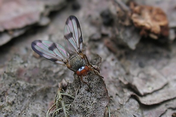 2954-2953-dip-pallopteridae-toxoneura-usta-fiss-100805kb.jpg