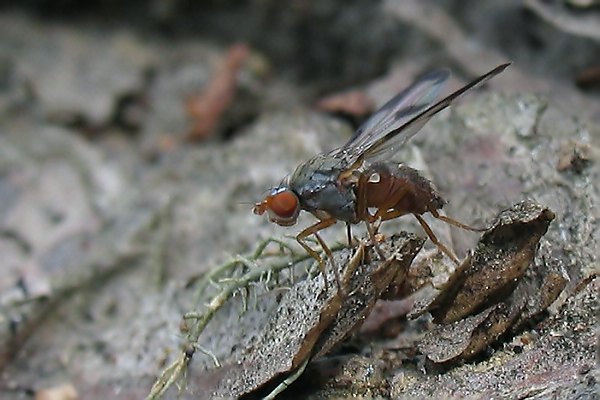 2954-dip-pallopteridae-toxoneura-usta-fiss-100805kb.jpg