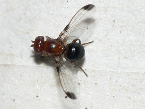 mycetaulus_bipunctatus_1.jpg