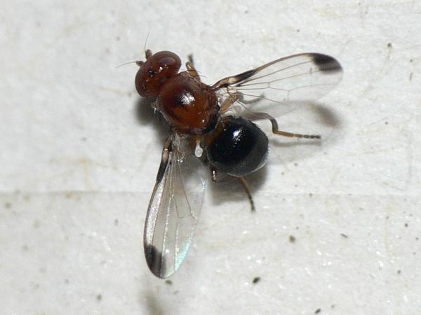 mycetaulus_bipunctatus_2.jpg