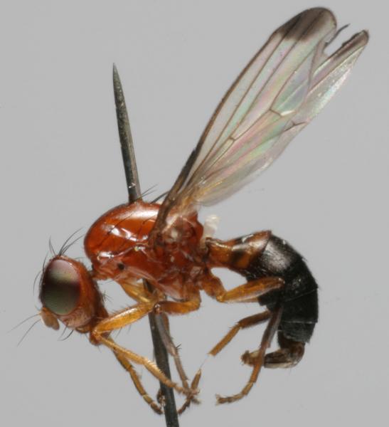 mycetaulus_bipunctatus.jpg