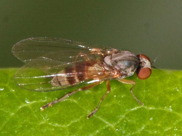 800agathomyia_0945.jpg