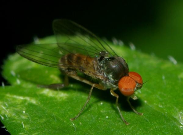 agathomyia_falleni_male1.jpg