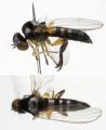 callomyia_speciosa_jf09-1051_t1.jpg