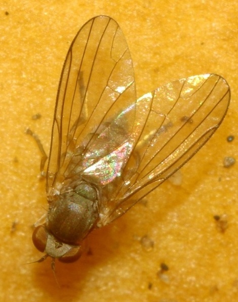 protoclythia_rufa_female2.jpg