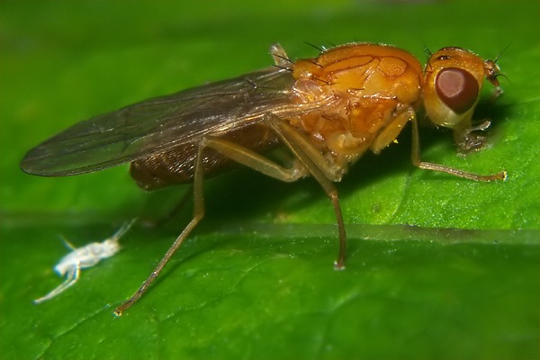 1813-dip-psilidae-psila-fimetaria-kalksteinerbachtal-030804.jpg