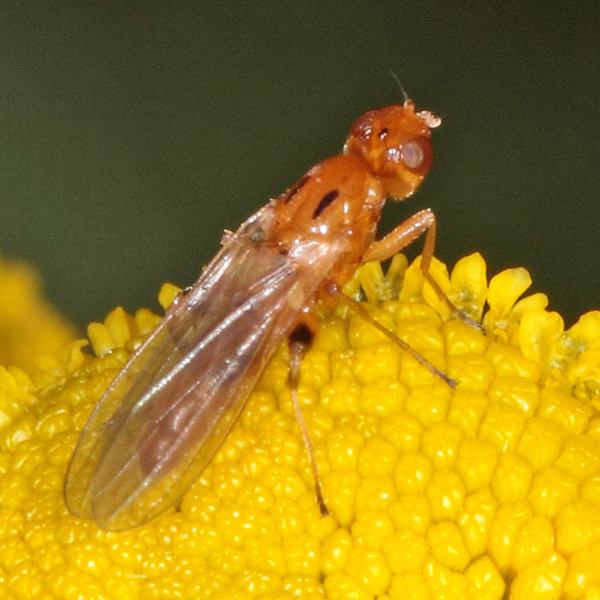 600psilosoma_audouini2453.jpg