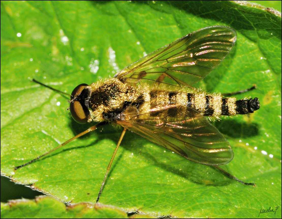 Rhagionidae: Chrysopilus helvolus (male) (1)