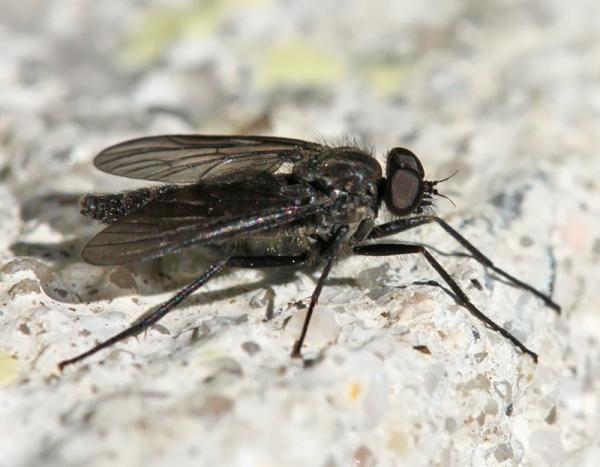 rhagio_aterrimus_male_di.jpg