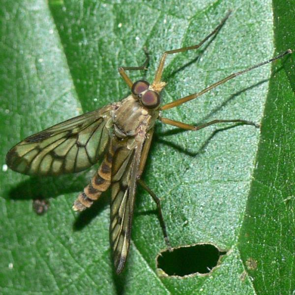 rhagio_latipennis_m.jpg