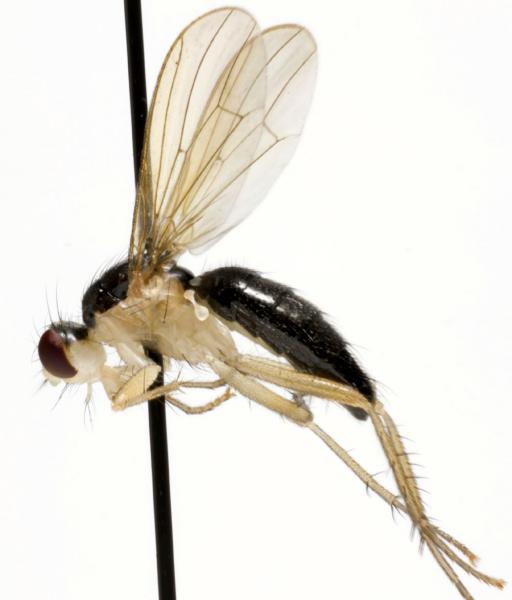 cordilura_albipes_f_jf09-0697.jpg