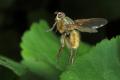 dipterainfo_6712-raw_t1.jpg